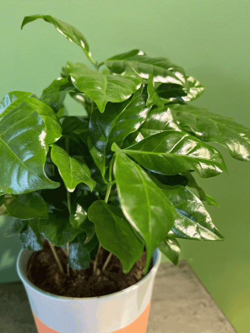 Plante verte "Coffee arabica"