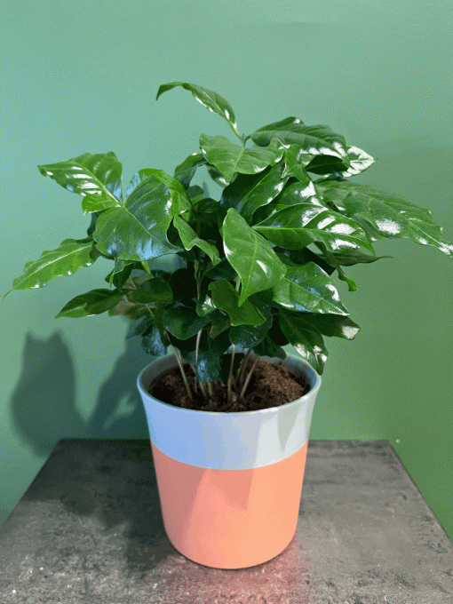 Plante verte "Coffee arabica"