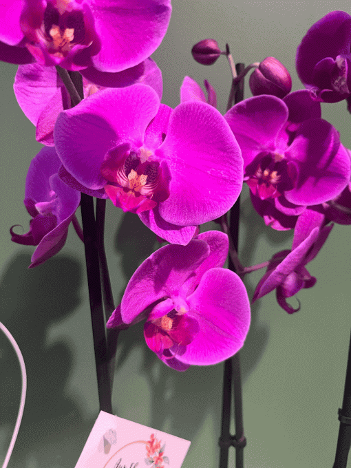 Plante fleurie "Orchidée"