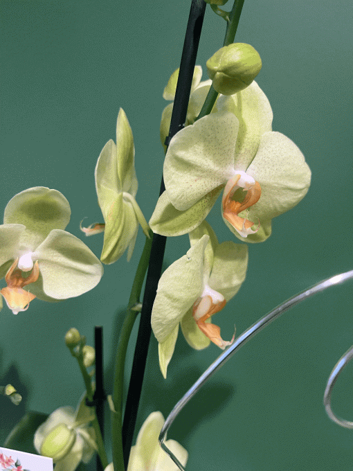 Plante fleurie "Orchidée"