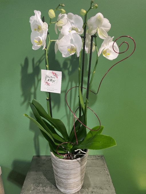 Plante fleurie "Orchidée"