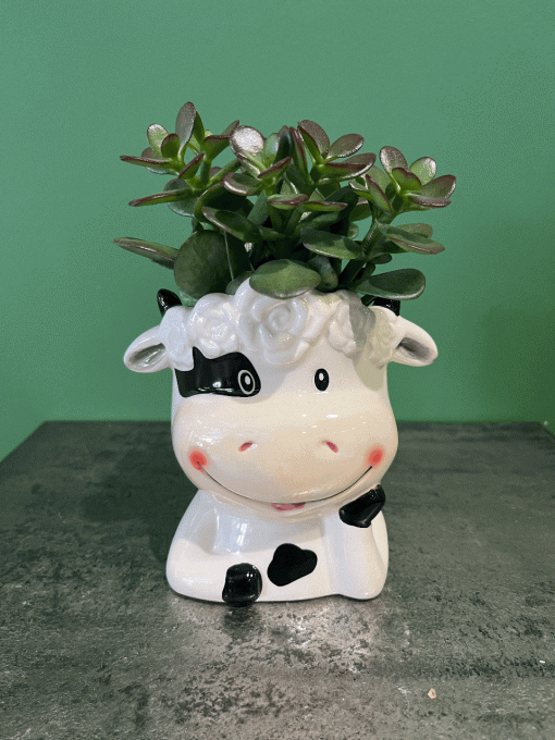 Plante Grasse en Pot Animal