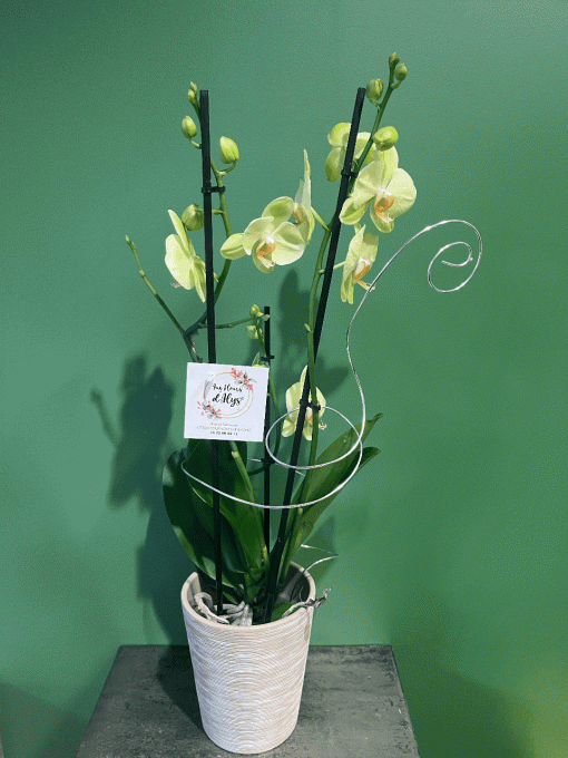 Plante fleurie "Orchidée"